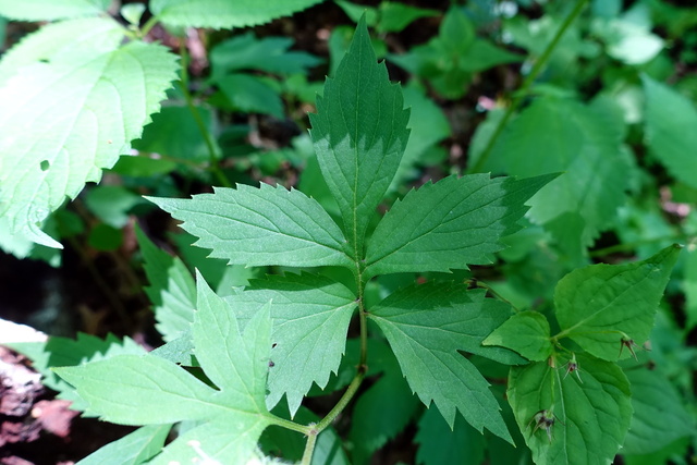 Hydrophyllum virginianum - leaves