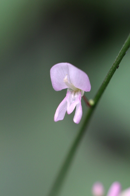 Hylodesmum glutinosum