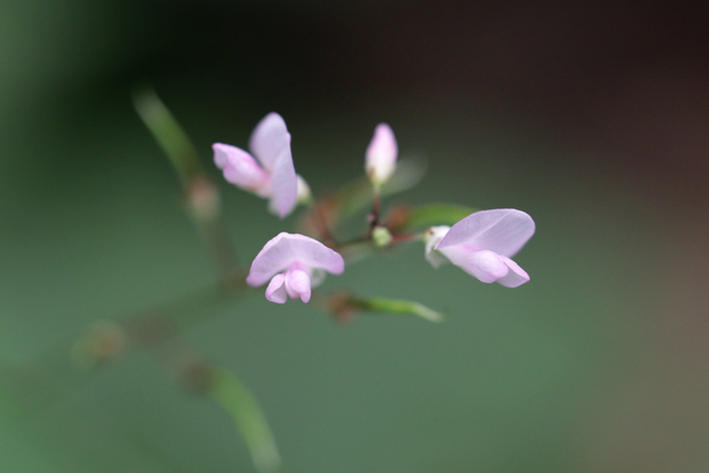 Hylodesmum glutinosum