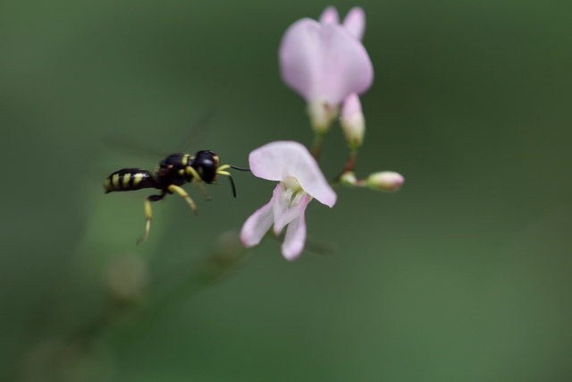 Hylodesmum glutinosum
