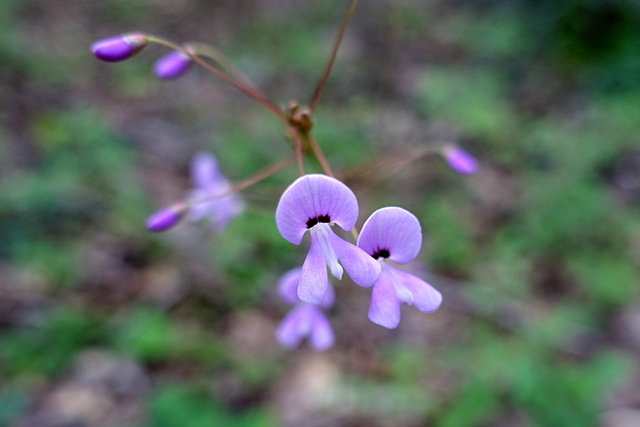 Hylodesmum nudiflorum