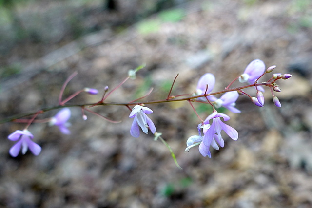 Hylodesmum nudiflorum