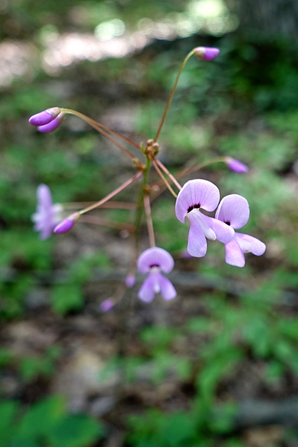 Hylodesmum nudiflorum