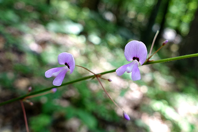 Hylodesmum nudiflorum