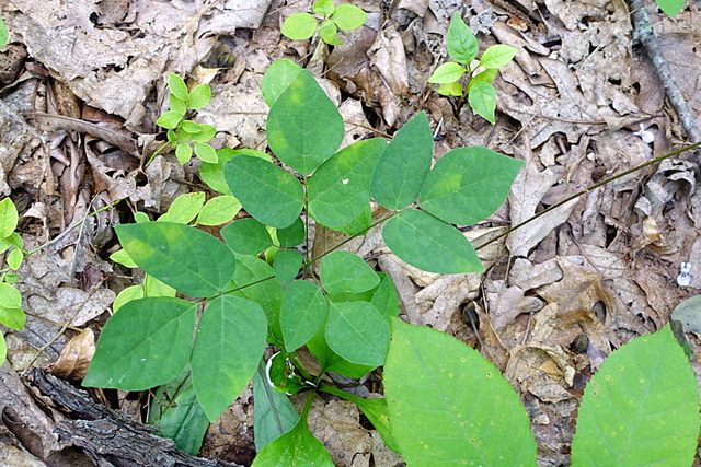 Hylodesmum nudiflorum - leaves