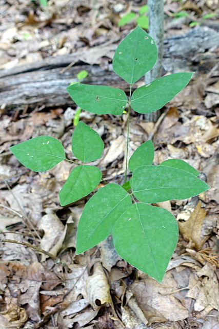 Hylodesmum nudiflorum - leaves