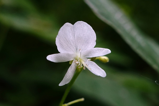 Hylodesmum pauciflorum