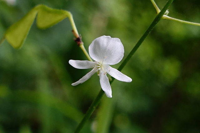 Hylodesmum pauciflorum