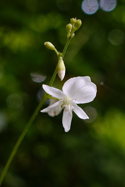 Hylodesmum pauciflorum