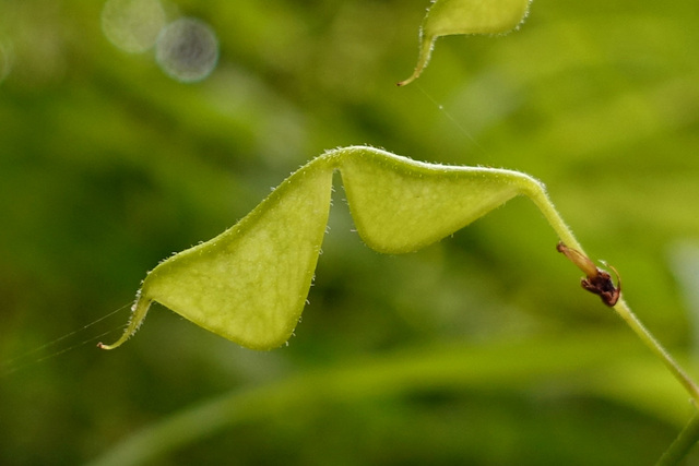 Hylodesmum pauciflorum - fruit