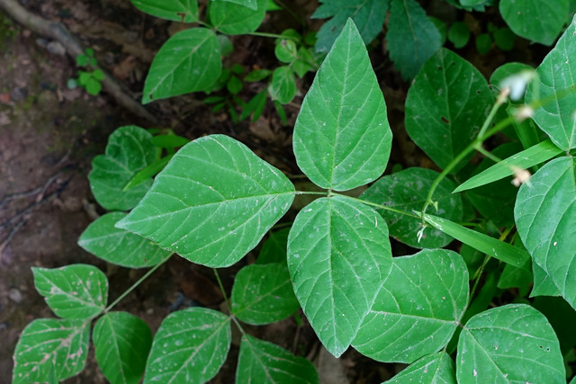 Hylodesmum pauciflorum - leaves