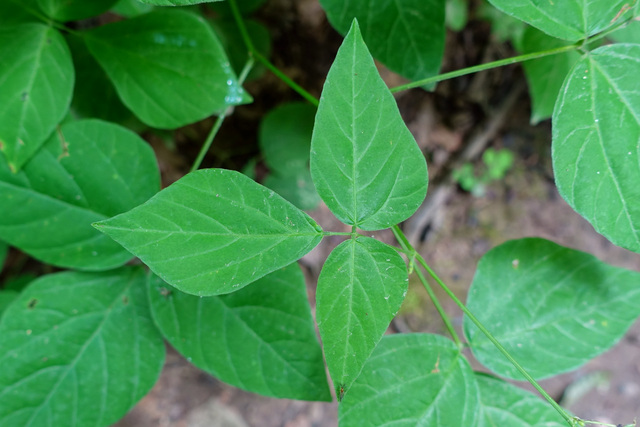 Hylodesmum pauciflorum - leaves