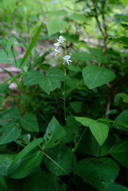 Hylodesmum pauciflorum - plant