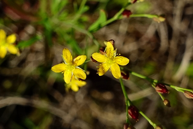 Hypericum canadense