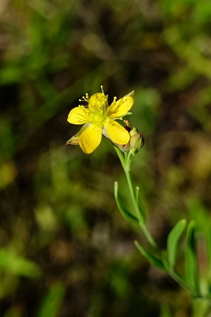 Hypericum canadense