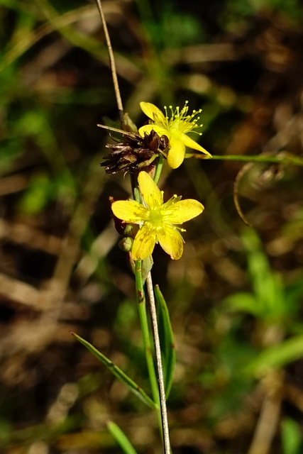 Hypericum canadense