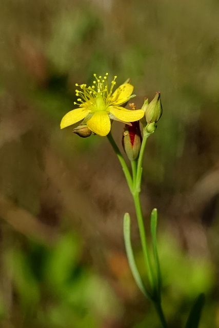 Hypericum canadense