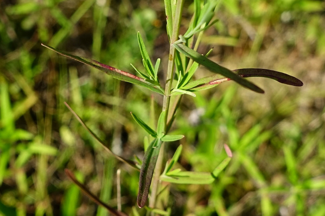 Hypericum canadense - leaves