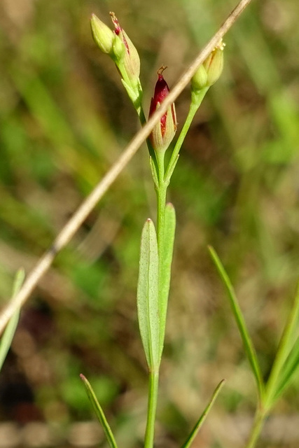 Hypericum canadense - leaves