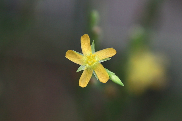 Hypericum gentianoides