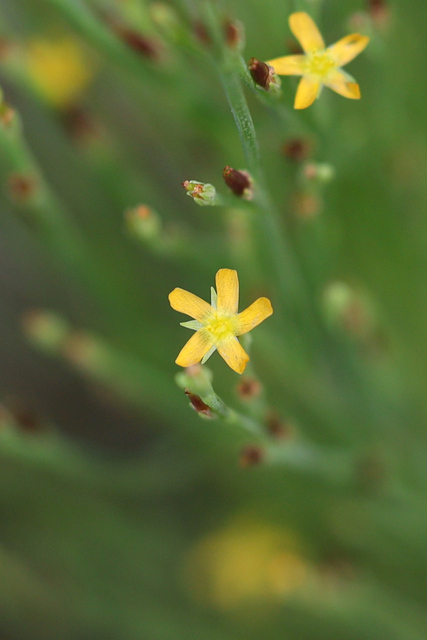 Hypericum gentianoides