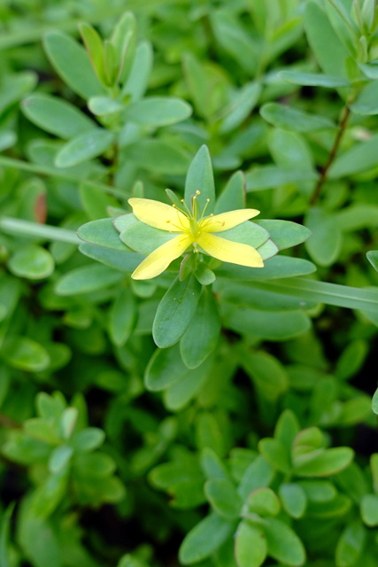 Hypericum hypericoides