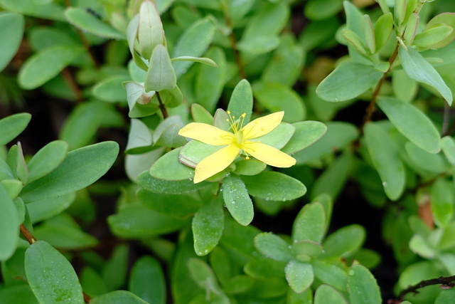 Hypericum hypericoides