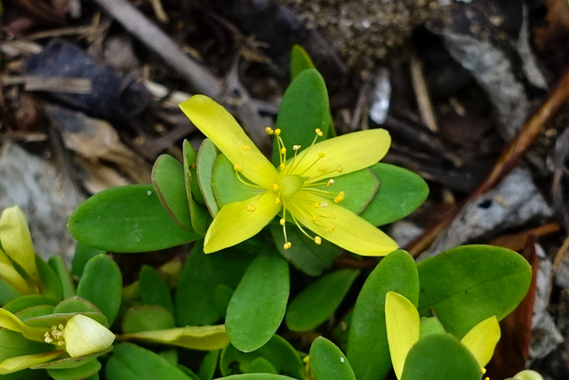 Hypericum hypericoides