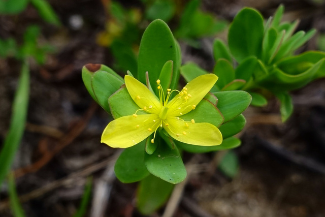 Hypericum hypericoides