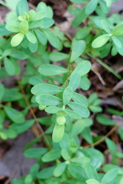 Hypericum hypericoides - leaves