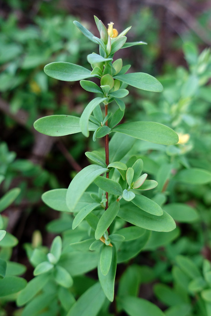 Hypericum hypericoides - leaves