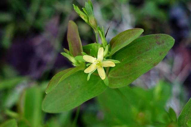 Hypericum mutilum