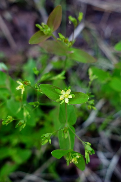 Hypericum mutilum