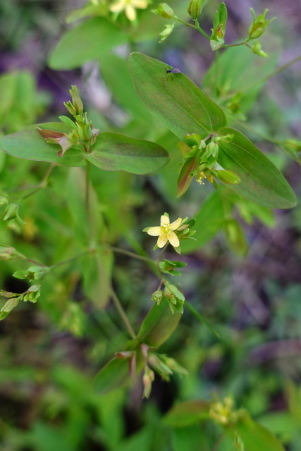 Hypericum mutilum