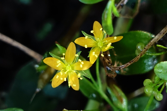 Hypericum mutilum