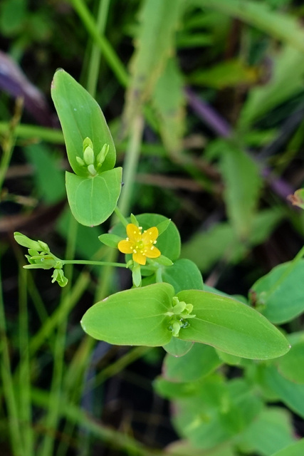 Hypericum mutilum