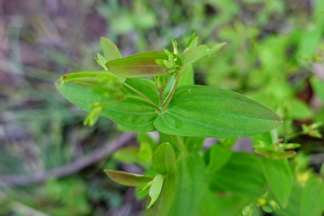 Hypericum mutilum - leaves