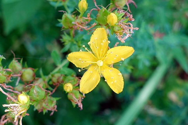 Hypericum perforatum