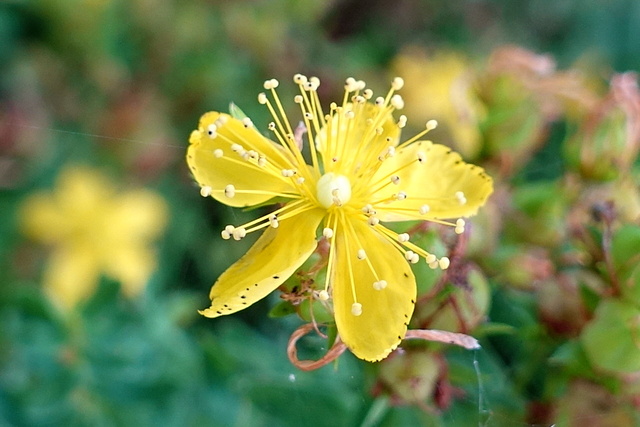 Hypericum perforatum