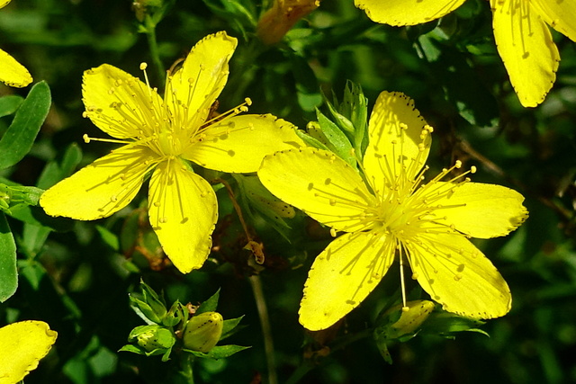 Hypericum perforatum