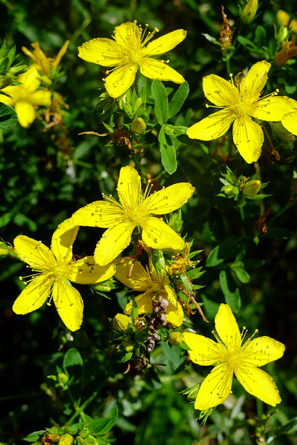 Hypericum perforatum