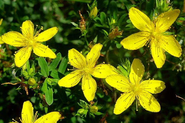 Hypericum perforatum