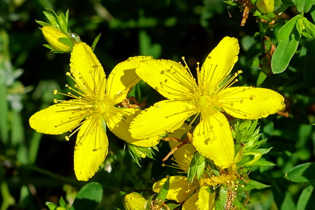 Hypericum perforatum