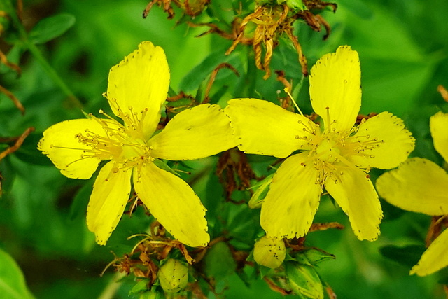 Hypericum perforatum