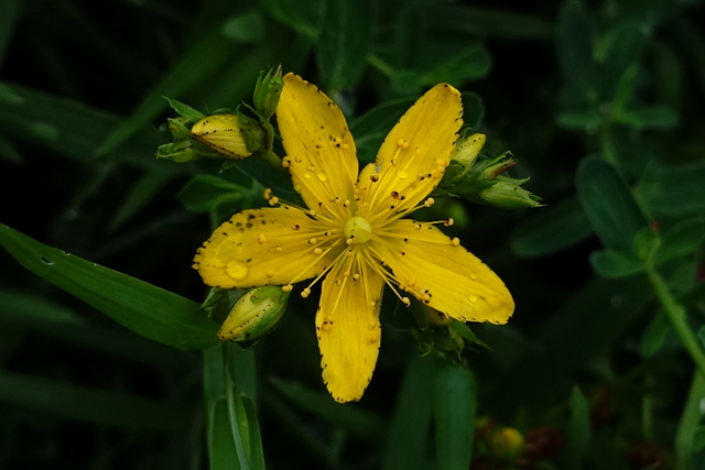 Hypericum perforatum