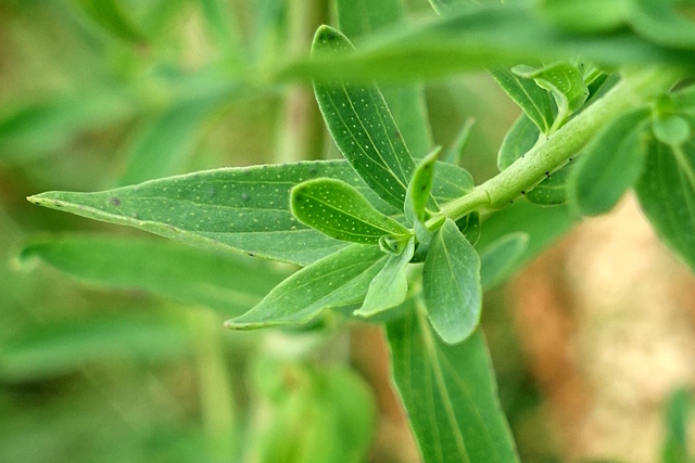 Hypericum perforatum - leaves