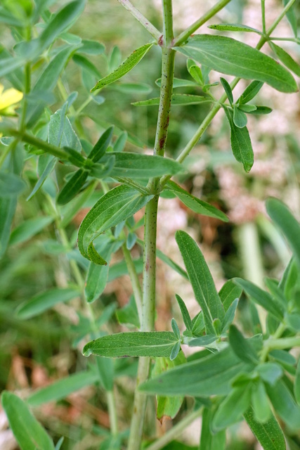 Hypericum perforatum - stem