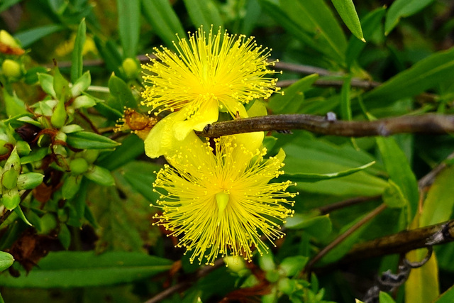 Hypericum prolificum