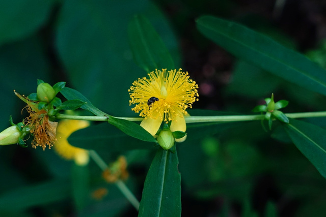 Hypericum prolificum