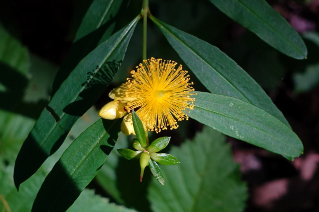 Hypericum prolificum